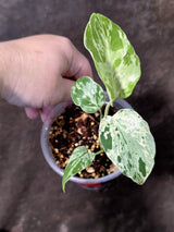 Super Rare Monstera Bulbasaur Variegated Live Plant - Exotic Collector Mint - (July-10-02)