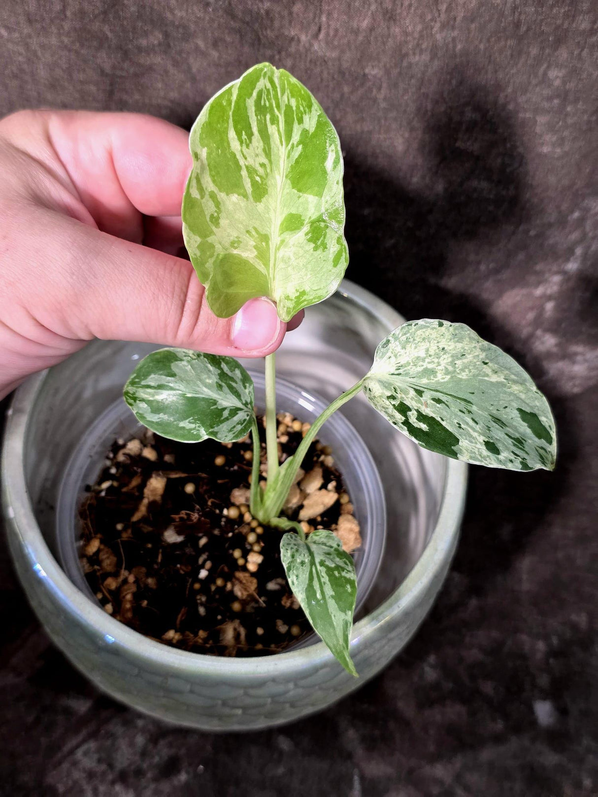 Super Rare Monstera Bulbasaur Variegated Live Plant - Exotic Collector Mint - (July-10-02)