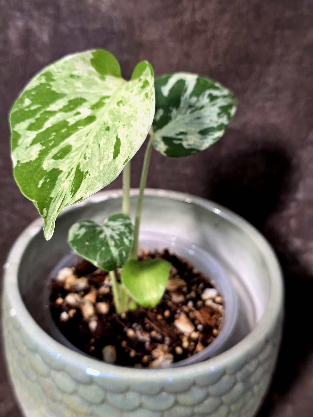 Super Rare Monstera Bulbasaur Variegated Live Plant - Exotic Collector Mint - (July-10-01)