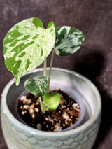 Super Rare Monstera Bulbasaur Variegated Live Plant - Exotic Collector Mint - (July-10-01)