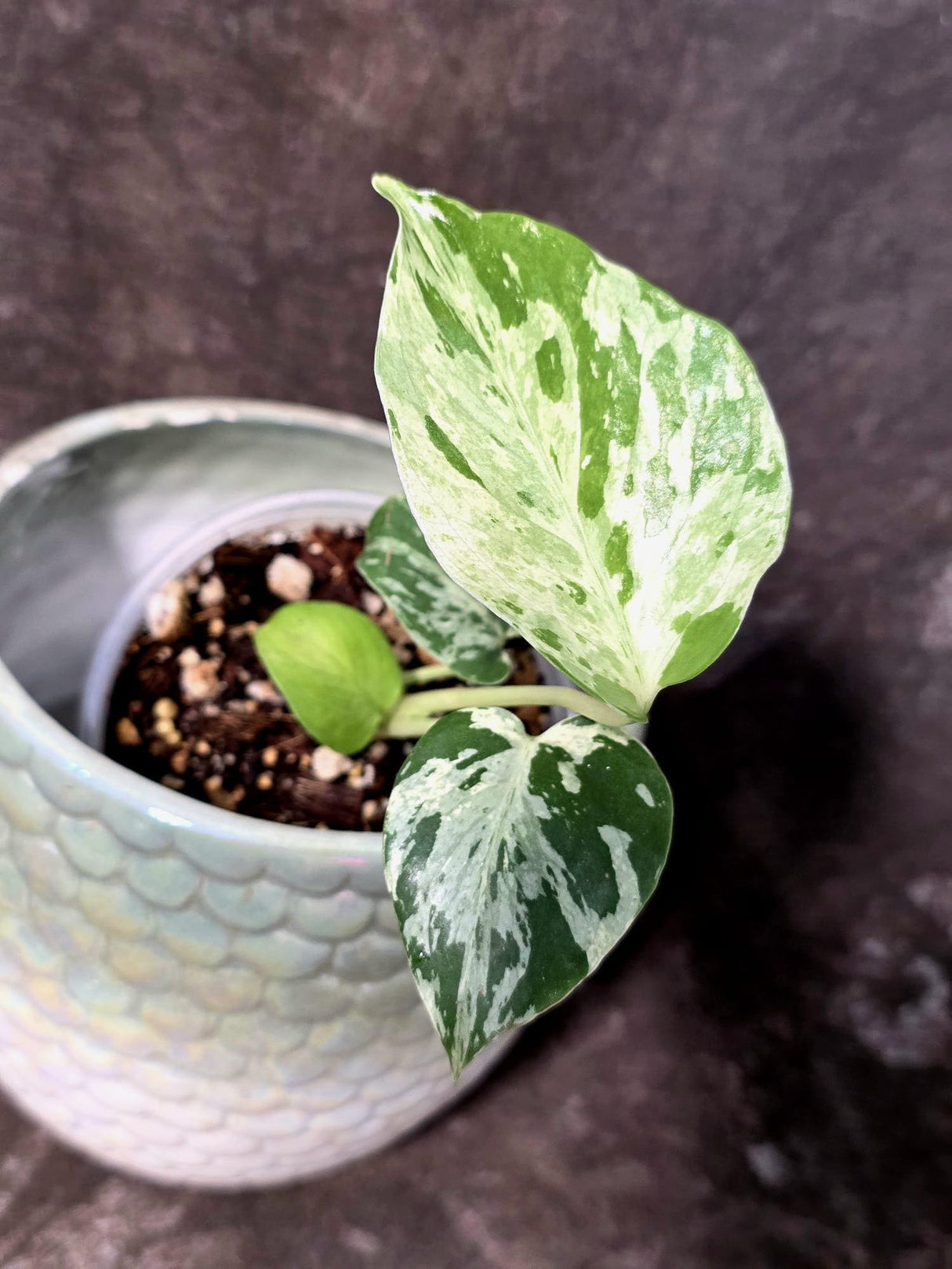 Super Rare Monstera Bulbasaur Variegated Live Plant - Exotic Collector Mint - (July-10-01)
