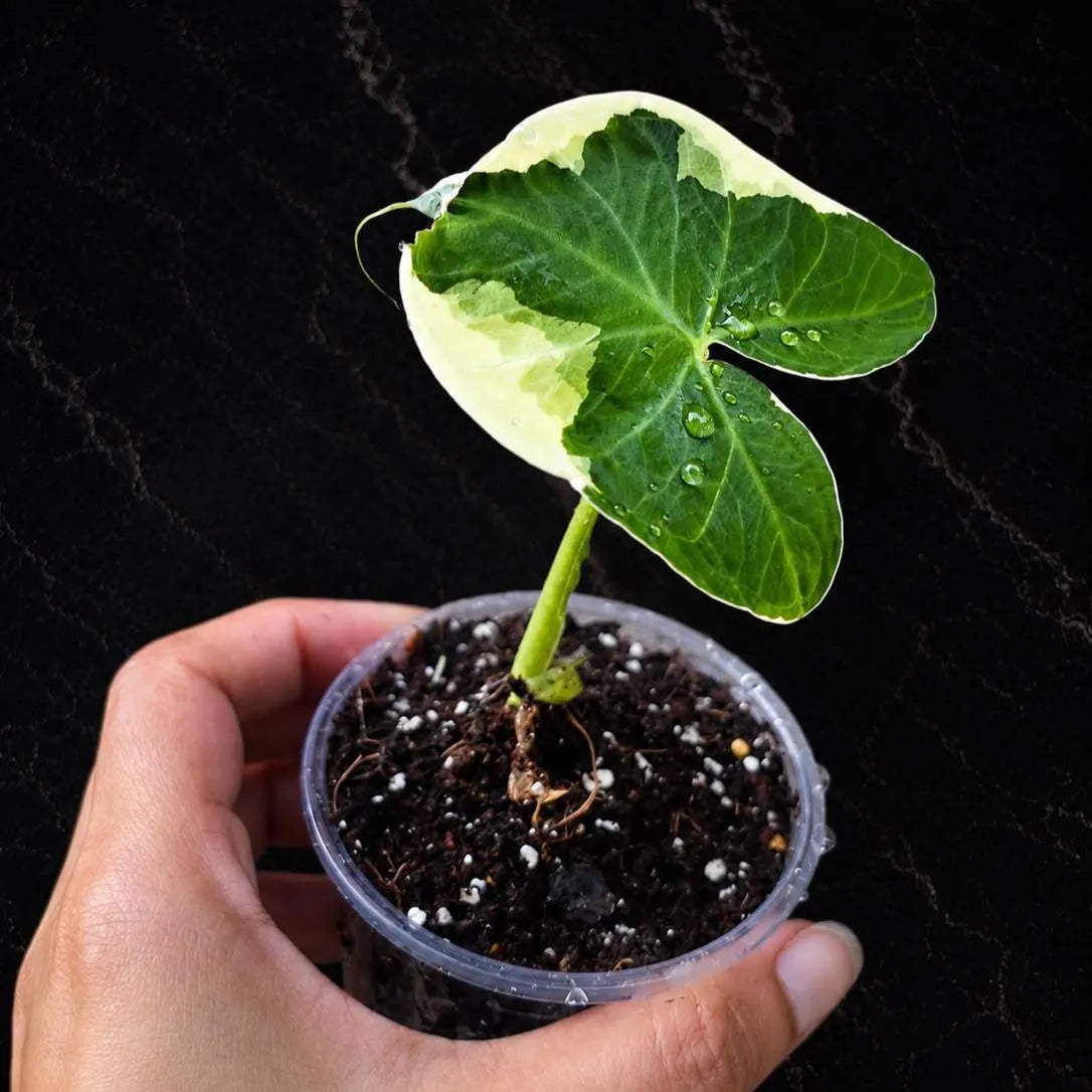 Alocasia Mickey Mouse Starter Plant in 3" Pot - Rare Variegated Alocasia - Tropical Indoor Houseplant - Live Plant
