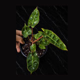 Philodendron Billietiae Starter Plant in 3" Pot – Rare Climbing Aroid – Tropical Indoor Houseplant – Live Collector Plant