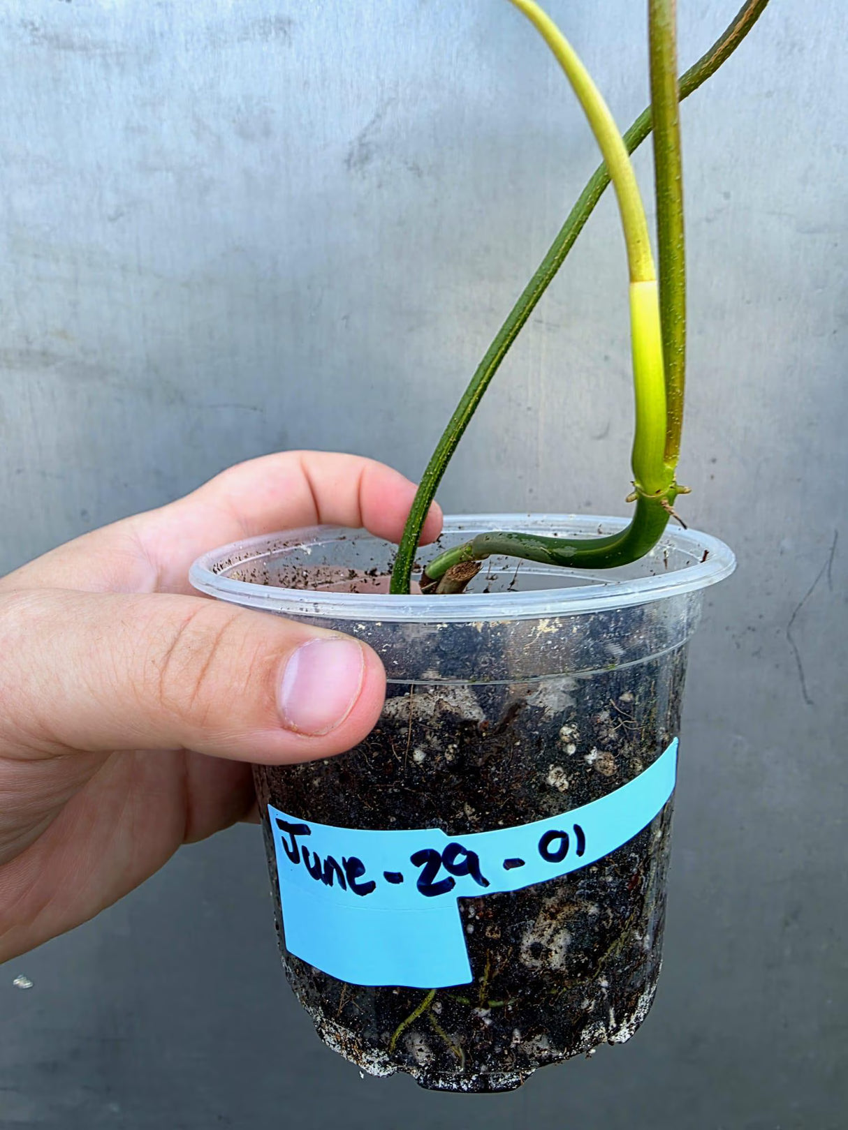 Philodendron Florida Beauty Variegated - Rare Collector Plant - (June-29-01)