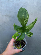 Philodendron Florida Beauty Variegated - Rare Collector Plant - (June-29-01)