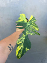 Variegated Philodendron Florida Beauty x Mayoi - Rare Plant (June-29-03-ER )