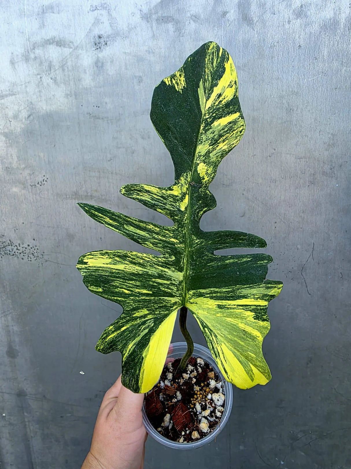 Variegated Philodendron Florida Beauty x Mayoi - Rare Plant (June-29-03-ER )