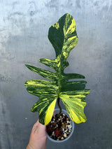Variegated Philodendron Florida Beauty x Mayoi - Rare Plant (June-29-03-ER )