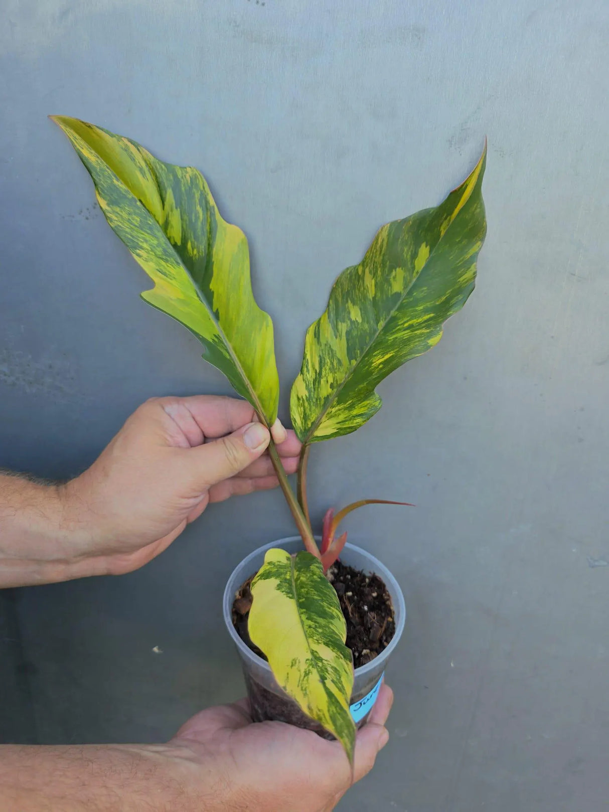 Philodendron Caramel Marble Variegated - EXACT Plant - (June-29-05-ER )