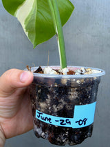 Variegated Monstera Albo - Rare White Monstera Borsigiana (June-29-08)