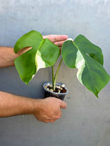 Variegated Monstera Albo - Rare White Monstera Borsigiana (June-29-08)