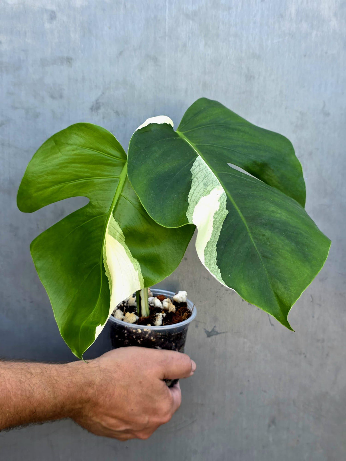 Variegated Monstera Albo - Rare White Monstera Borsigiana (June-29-08)