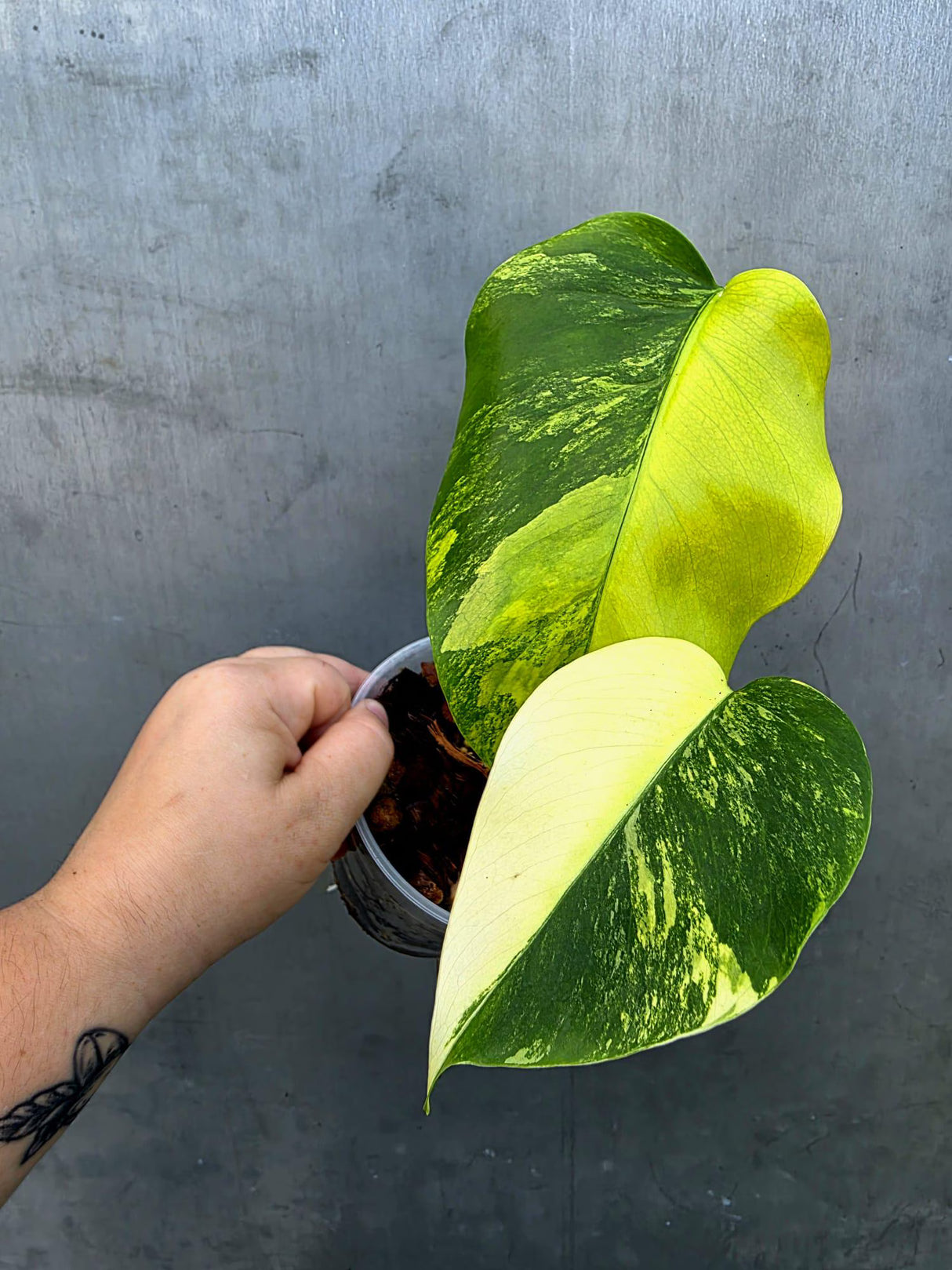 Monstera Borsigiana Aurea Variegated - Exact Rare Tropical Aroids (June-29-07)