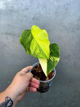 Monstera Borsigiana Aurea Variegated - Exact Rare Tropical Aroids (June-29-07)