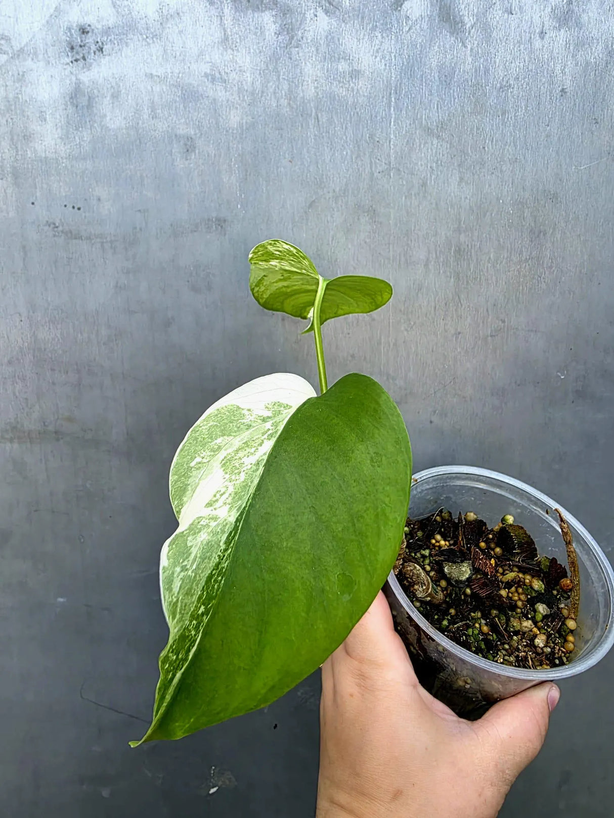 Variegated Monstera Albo - Rare White Monstera Borsigiana (June-29-09)