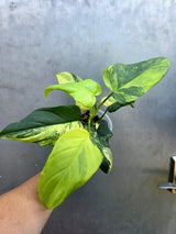 Variegated Philodendron Bipennifolium - Collector's Aroid (June-29-21)