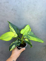 Variegated Philodendron Bipennifolium - Collector's Aroid (June-29-21)