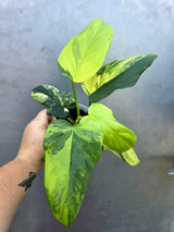 Variegated Philodendron Bipennifolium - Collector's Aroid (June-29-21)