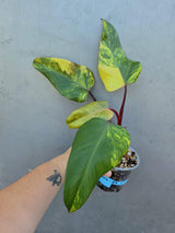 Variegated Philodendron Strawberry Shake Live Plant - EXACT Plant (June-29-17)