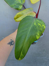 Variegated Philodendron Strawberry Shake Live Plant - EXACT Plant (June-29-17)