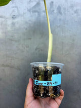Syngonium Chiapense Albo Variegated - Stunning Aroid - Exact Plant (June-29-14)