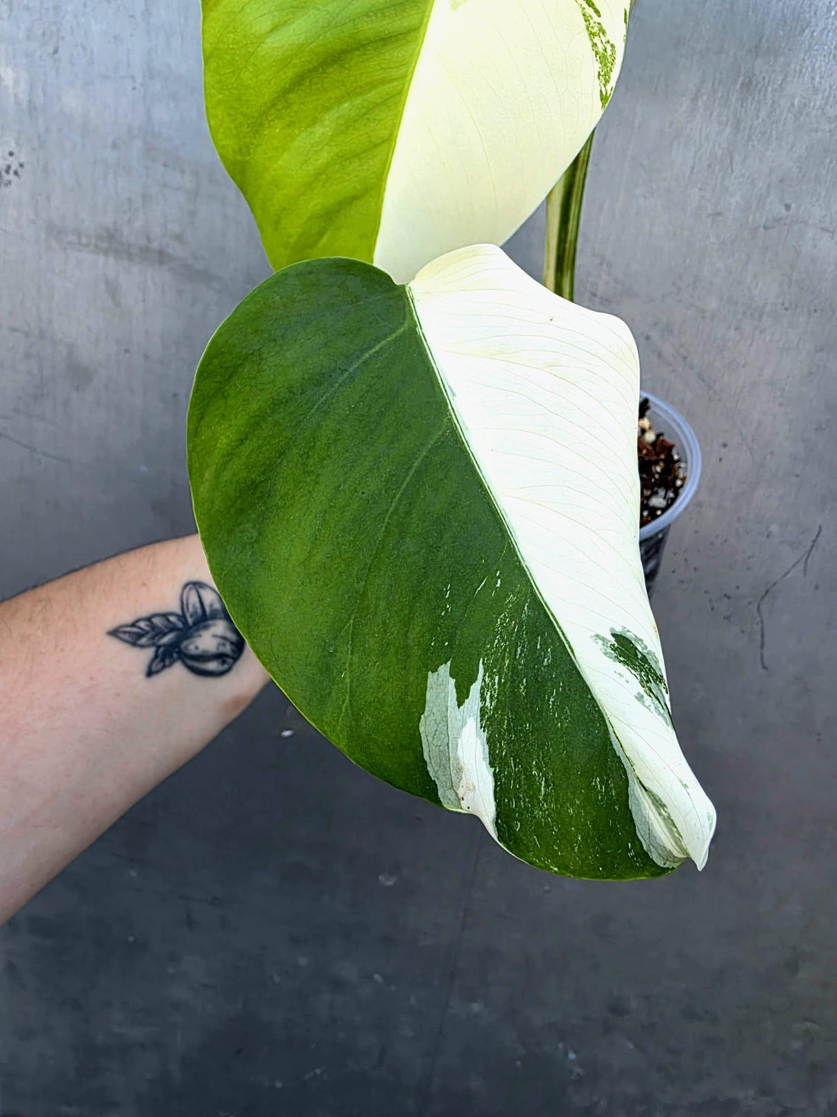 Variegated Monstera Albo Half-Moon Leaf Plant - Albo Borsigiana (June-29-13)