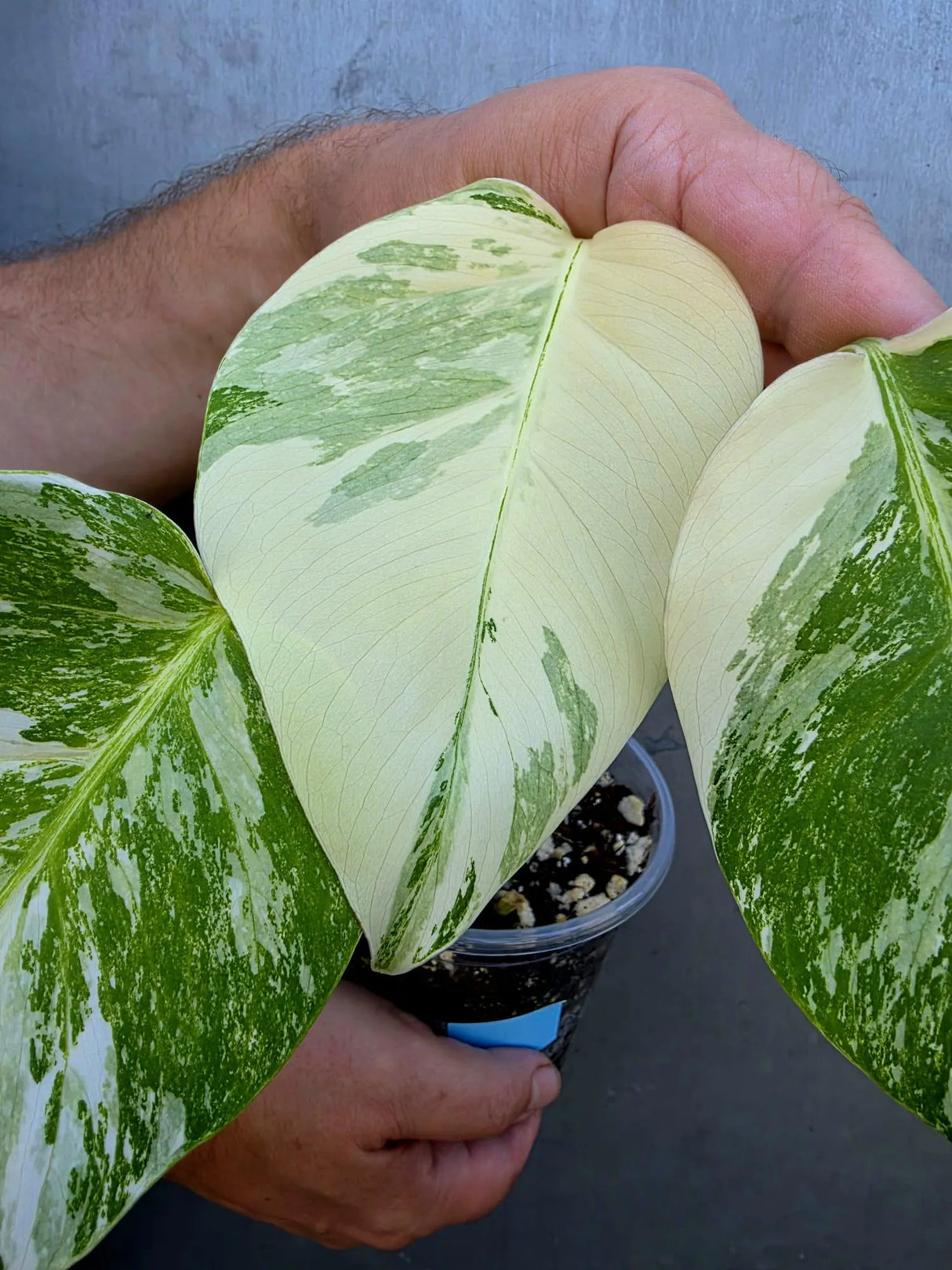 Variegated Monstera Albo - Rare White Monstera Borsigiana Baby Leaf(June-29-12)