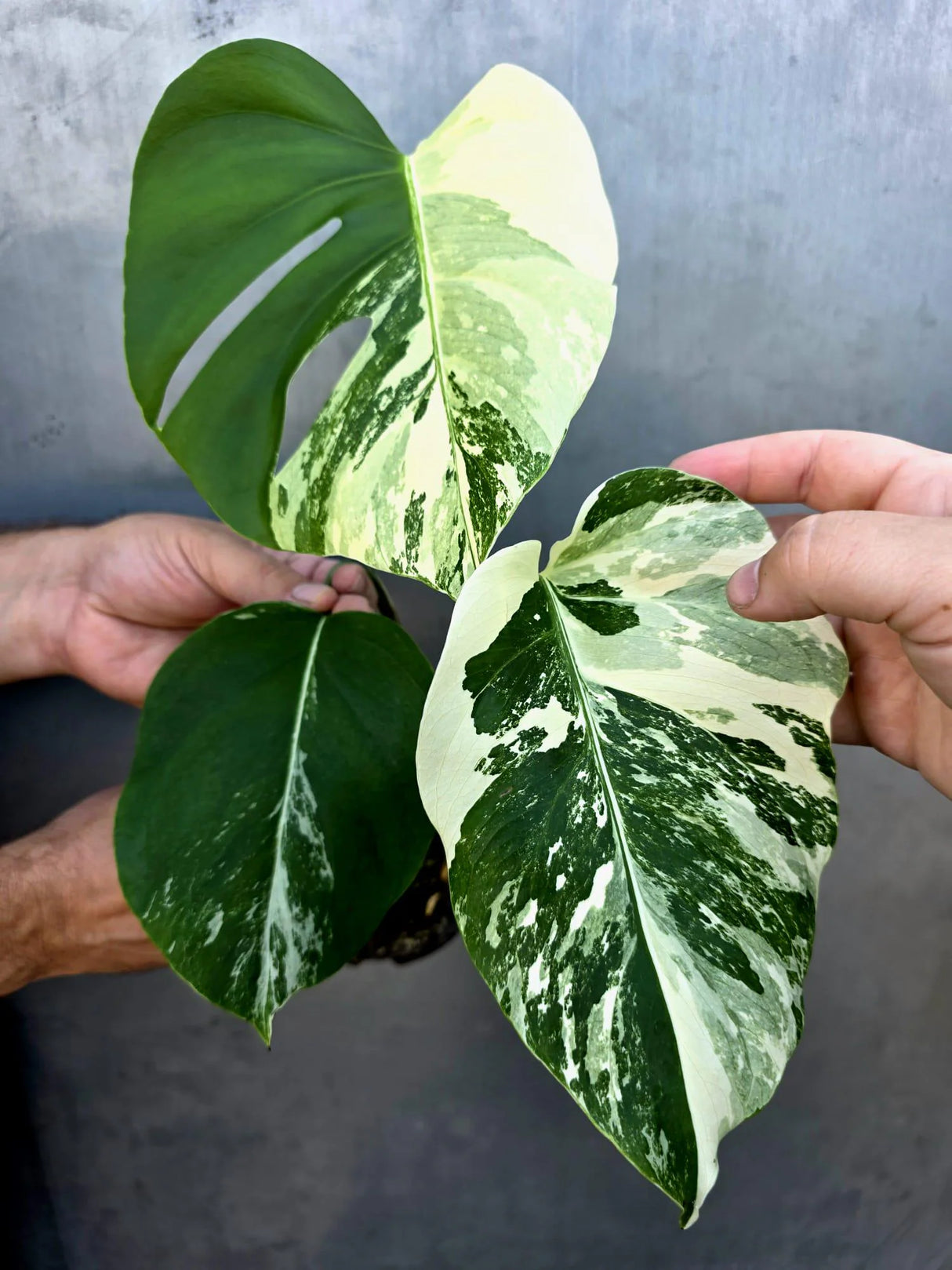 Variegated Monstera Albo - Rare White Monstera Borsigiana (June-29-15)