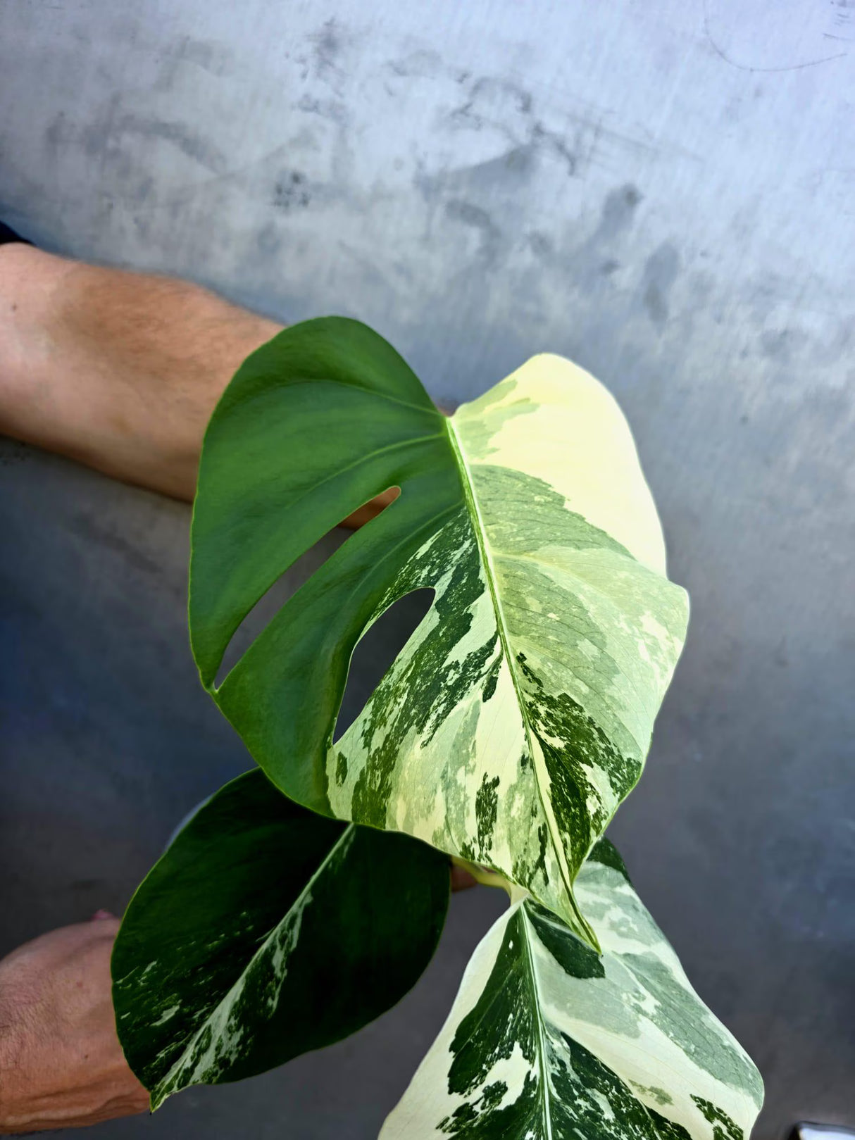 Variegated Monstera Albo - Rare White Monstera Borsigiana (June-29-15)