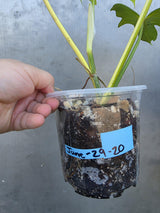 Variegated Golden Dragon Philodendron - EXACT Plant -(June-29-20)