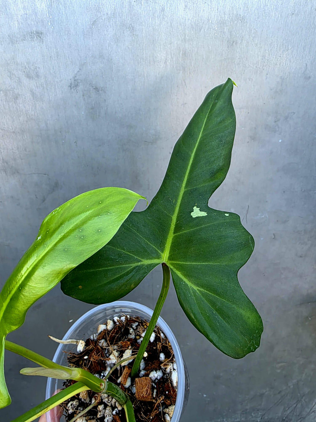 Variegated Golden Dragon Philodendron - EXACT Plant -(June-29-20)
