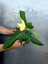 Variegated Golden Dragon Philodendron - EXACT Plant -(June-29-20)