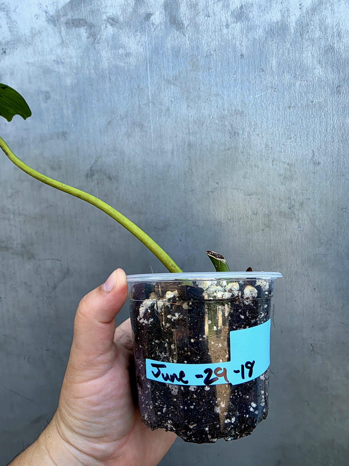 Variegated Philodendron Florida Beauty x Mayo (June-29-18-ER )