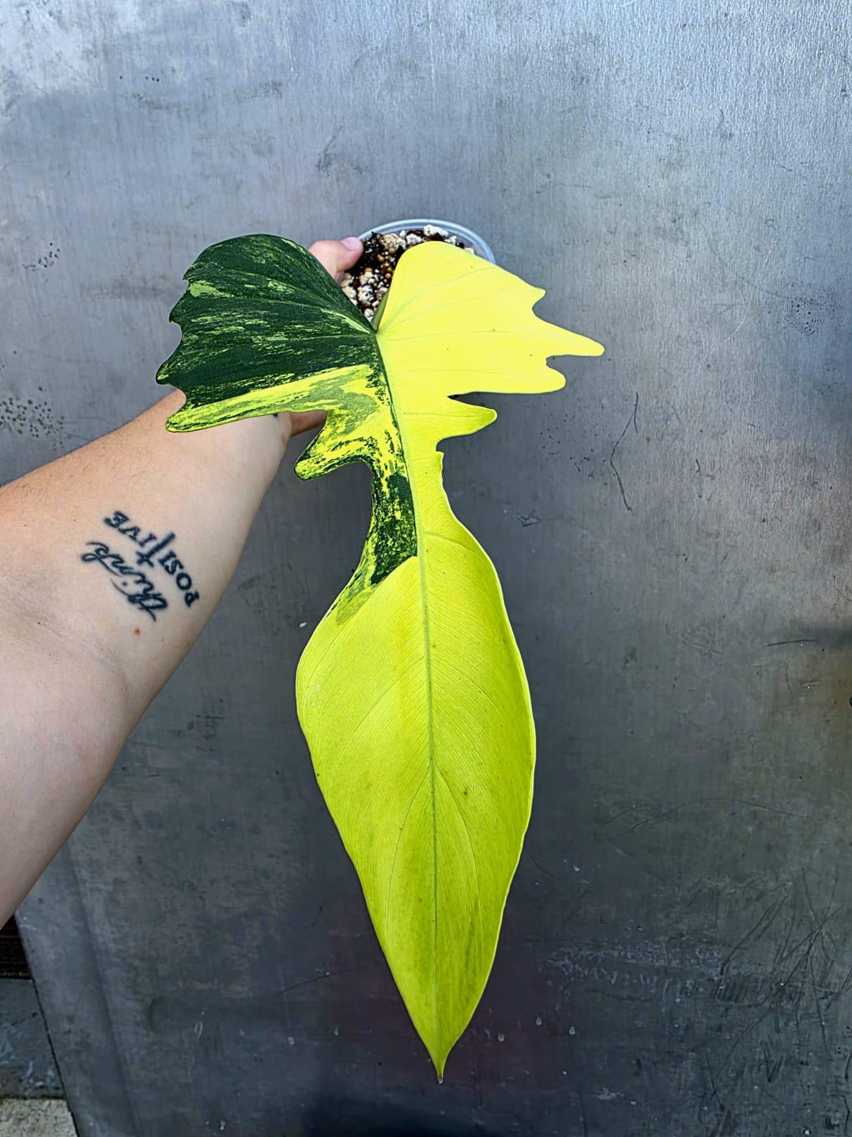 Variegated Philodendron Florida Beauty x Mayo (June-29-18-ER )