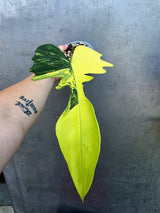 Variegated Philodendron Florida Beauty x Mayo (June-29-18-ER )