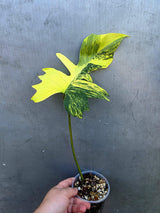 Variegated Philodendron Florida Beauty x Mayoi (June-29-16-ER )