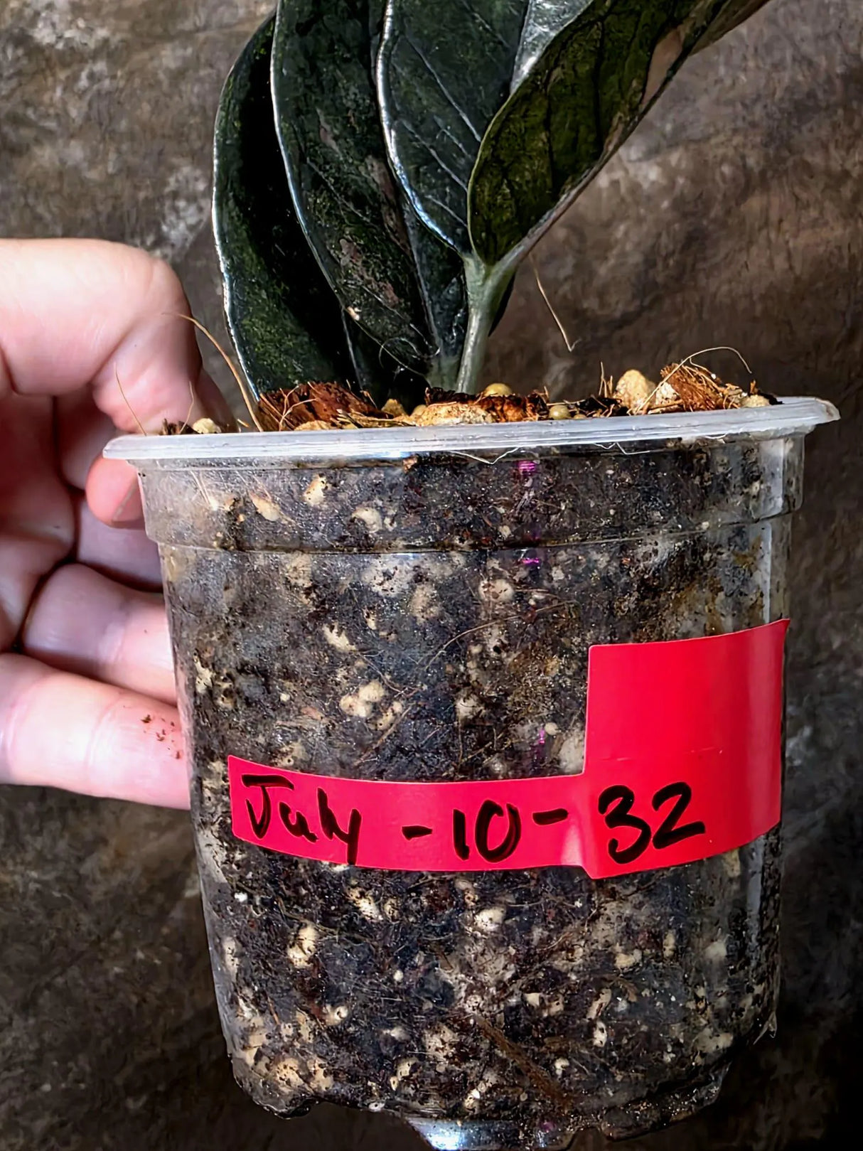 Black Variegated ZZ Plant - Multi Color Zamioculcas (July-10-32-ER )