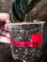 Black Variegated ZZ Plant - Multi Color Zamioculcas (July-10-32-ER )