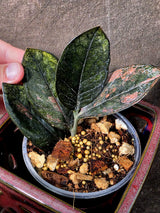Black Variegated ZZ Plant - Multi Color Zamioculcas (July-10-32-ER )