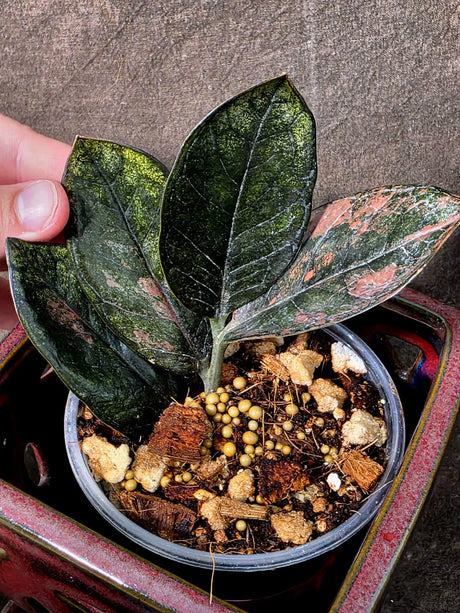 Black Variegated ZZ Plant - Multi Color Zamioculcas (July-10-32-ER )