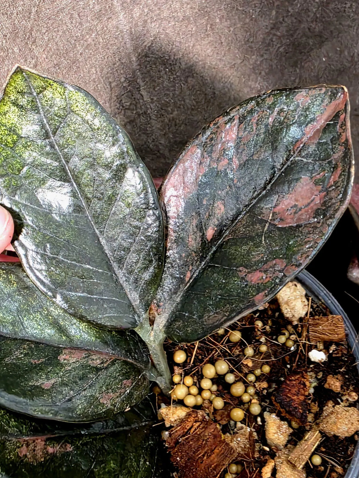 Black Variegated ZZ Plant - Multi Color Zamioculcas (July-10-32-ER )