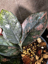 Black Variegated ZZ Plant - Multi Color Zamioculcas (July-10-32-ER )