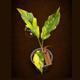 Philodendron Caramel Marble Variegated - EXACT Plant - (June-29-05-ER )