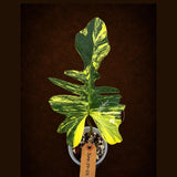 Variegated Philodendron Florida Beauty x Mayoi - Rare Plant (June-29-03-ER )