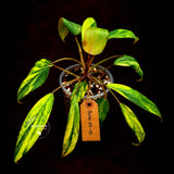 Variegated Philodendron Strawberry Shake - EXACT Plant (June-29-10)