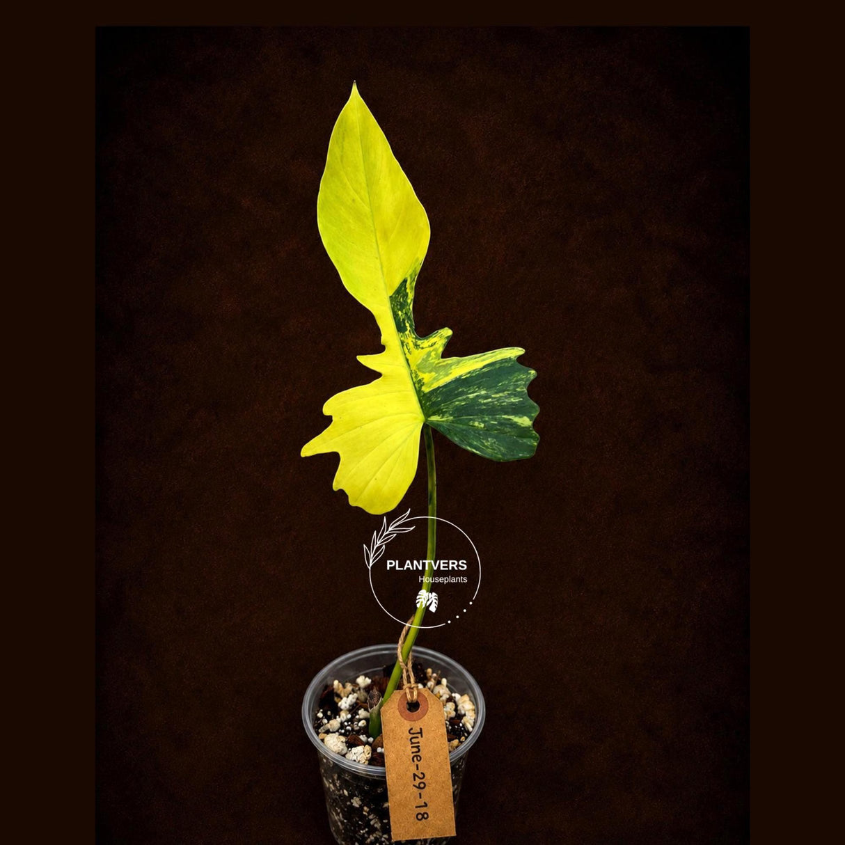 Variegated Philodendron Florida Beauty x Mayo (June-29-18-ER )