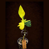 Variegated Philodendron Florida Beauty x Mayo (June-29-18-ER )