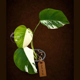 Variegated Monstera Albo Half-Moon Leaf Plant - Albo Borsigiana (June-29-13)