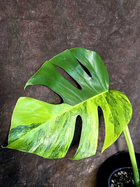 Monstera Borsigiana Aurea Variegated - Exact Rare Tropical Aroid (July-13-03)