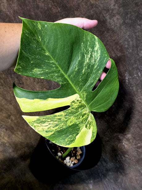 Monstera Borsigiana Aurea Variegated - Exact Rare Tropical Aroid (July-13-04)